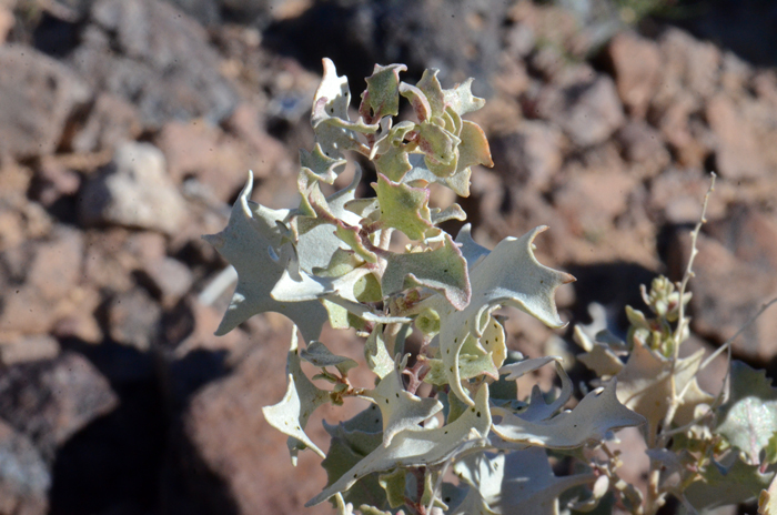 Desertholly has greenish to silvery-white holly-like leaves that persist and are alternate along the stem. The leaf margins are toothed and permanently scurfy. Atriplex hymenelytra